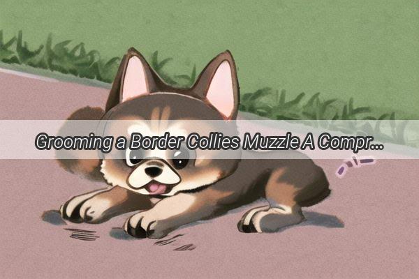 Grooming a Border Collies Muzzle A Comprehensive Guide to Keeping Your Furry Friends Face Flawless